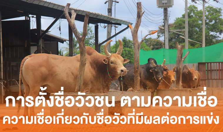 การตั้งชื่อวัวชน ตามความเชื่อ