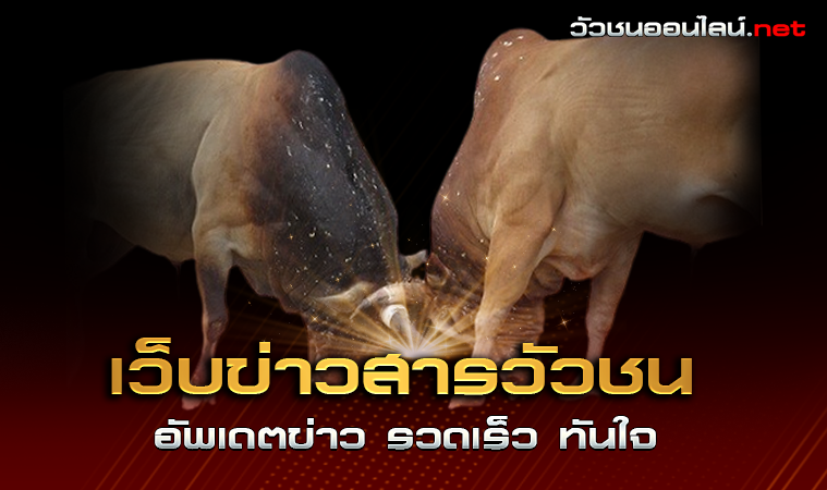 ข่าวสารวัวชน