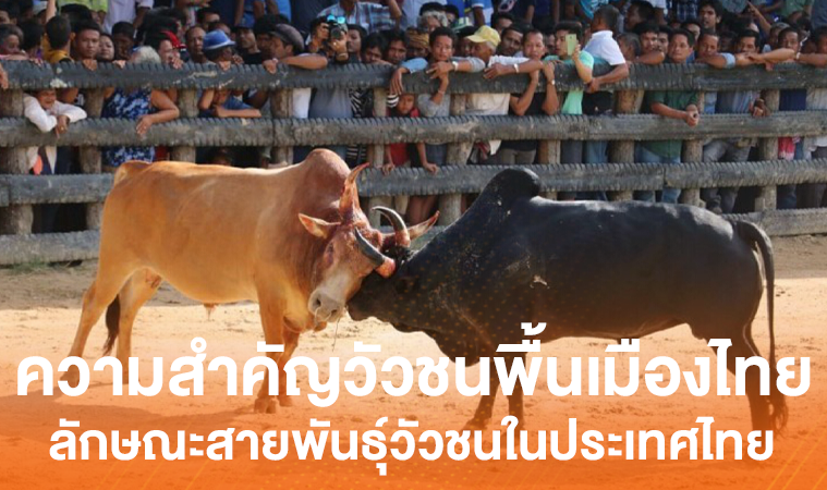 ความสำคัญของวัวชนพื้นเมืองไทย