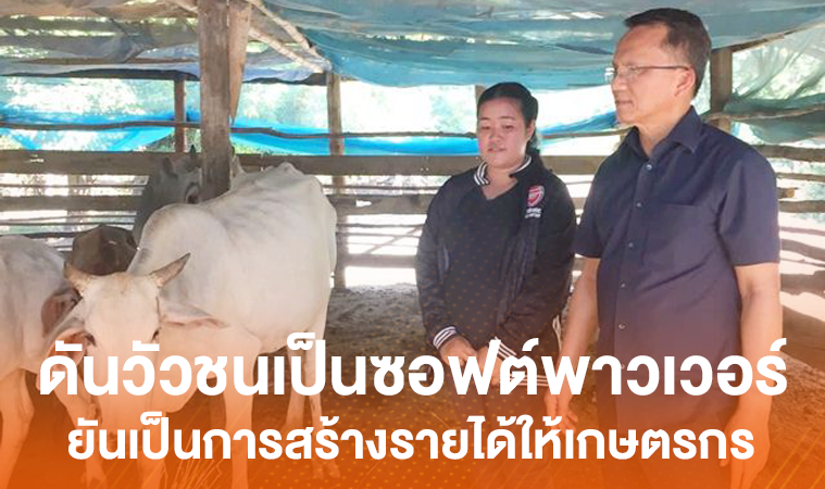 ดันวัวชนเป็นซอฟต์พาวเวอร์