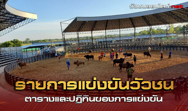 รายการแข่งขันวัวชน