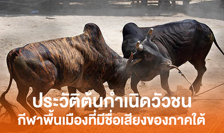 ต้นกำเนิดวัวชน