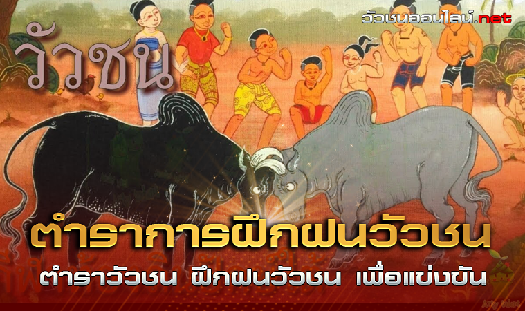 ตำราวัวชน-การฝึกฝนวัวชน