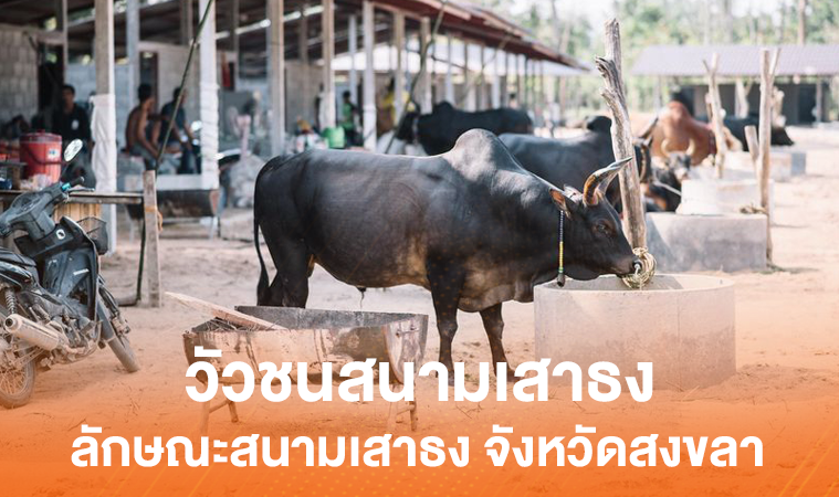 วัวชนสนามเสาธง