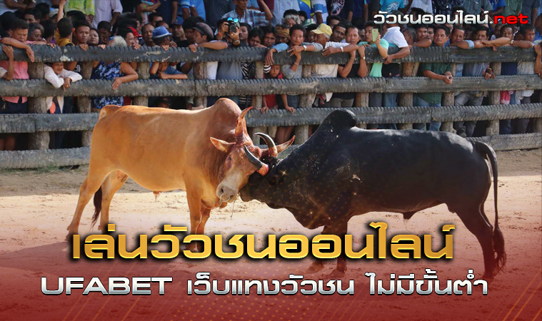 เล่นวัวชนออนไลน์