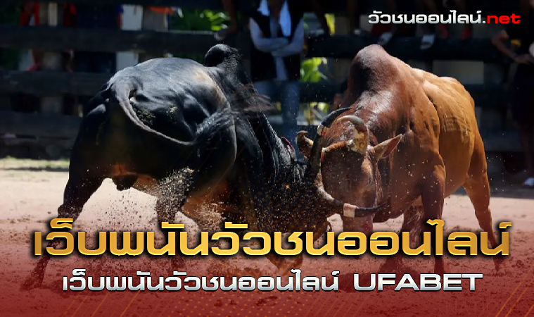 เว็บพนันวัวชนออนไลน์