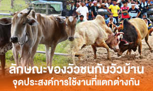 ลักษณะของวัวชนกับวัวบ้าน