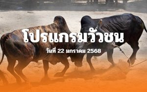 โปรแกรมวัวชน วันที่ 22 มกราคม 2568