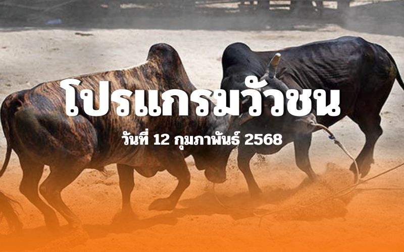 โปรแกรมวัวชน วันที่ 12 กุมภาพันธ์ 2568