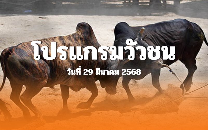 โปรแกรมวัวชน วันเสาร์ที่ 29 มีนาคม 2568